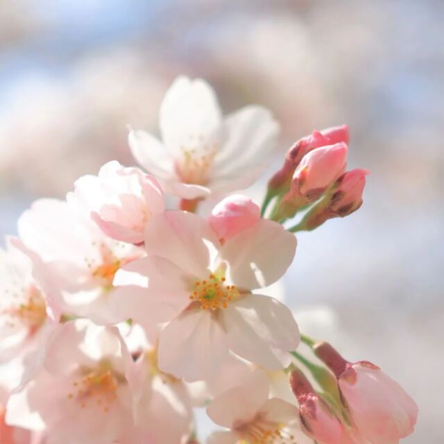 2022.3.28

家の近くに咲いている桜
ほんのりピンクに色づいて
ただただきれい

#桜 #sakura #Japan #springflowers #uncreer